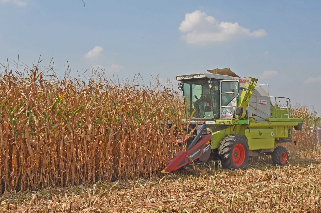 Po hektaru rekordnih 12,2 tone kukuruza